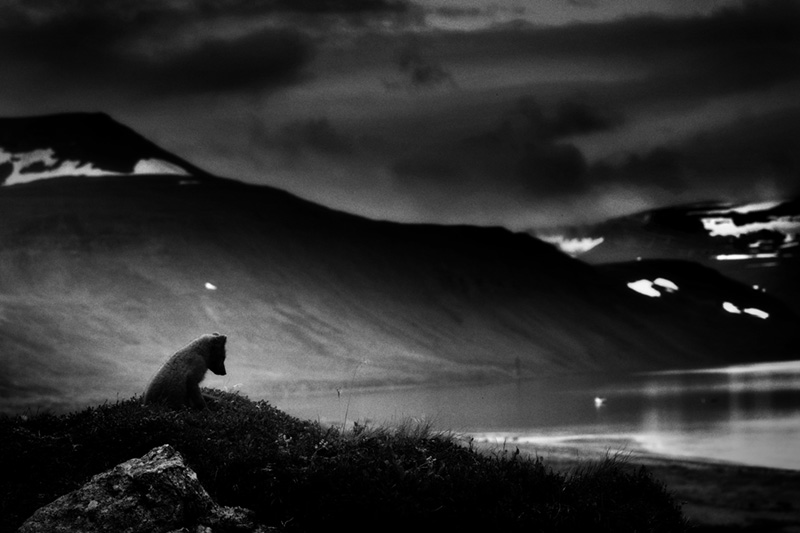 images/rewarded_images/Silver_Winner_New_York_Photography_Awards_2024_Alone_Arctic_Fox_Mats_Andersson.jpg